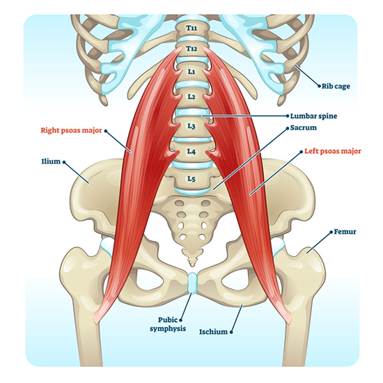 6 Essential Psoas Muscle Stretches for Your Routine