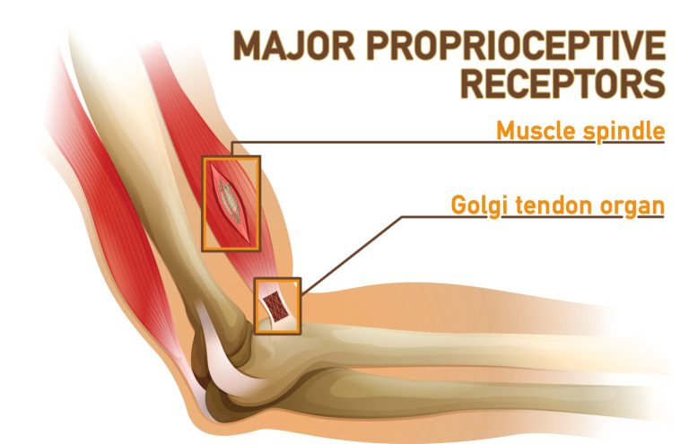 9 Proprioception Workouts to Enhance Balance and Agility