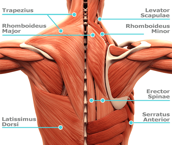 Mastering the One-Arm Dumbbell Row: A Step-by-Step Guide (VIDEO)