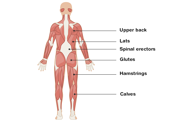 Understanding the Posterior Chain: Tips for Effective Training